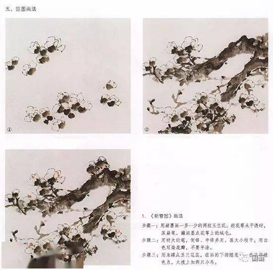 玉兰花的工笔和写意画法,收藏学习!_枝干