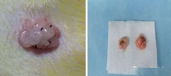 实验专栏丨中洪分享:大鼠去势骨质疏松模型构建