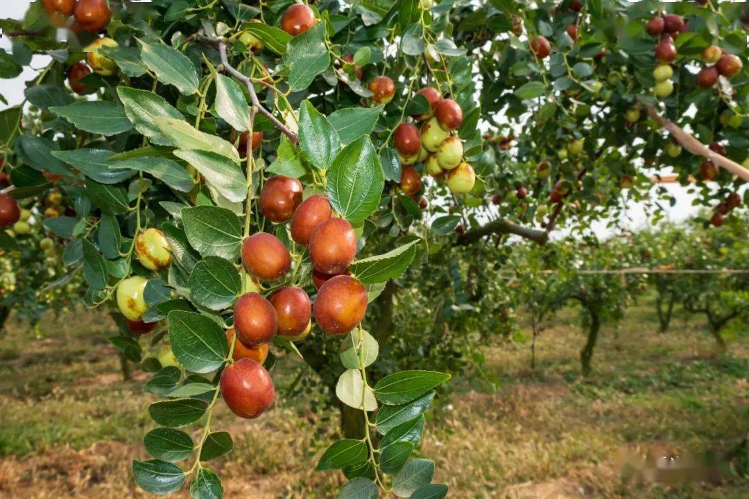 辉光日新1056老枣树图姜山大枣