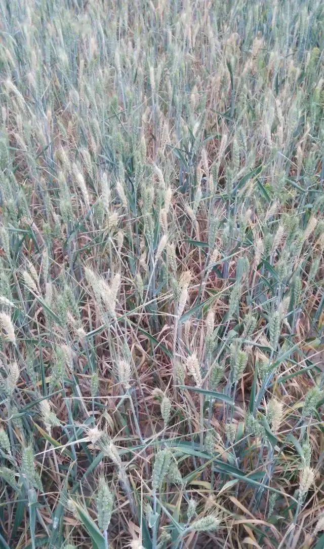 为一种复合侵染性病害,主要有假禾谷镰刀菌,禾谷镰刀菌,黄色镰刀菌等