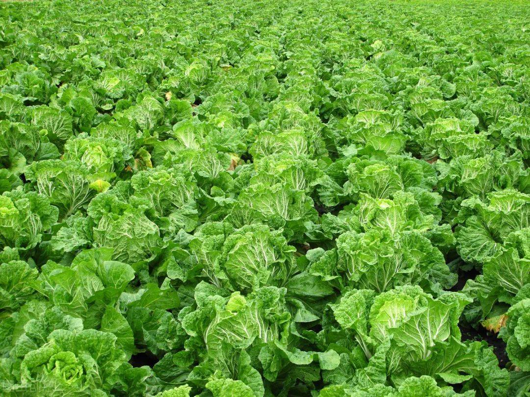 不当季白菜反而好卖,中国菜农:白菜价格规律,10年未曾改变