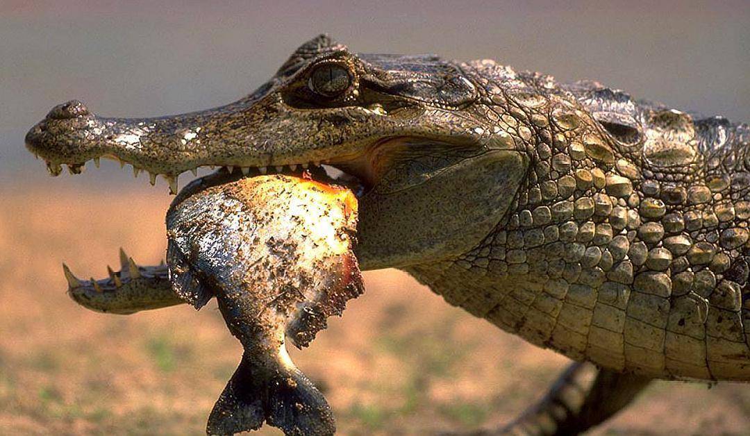 8分钟内,食人鱼群能将一头牛吃剩骨头,当地人却敢在河里游泳