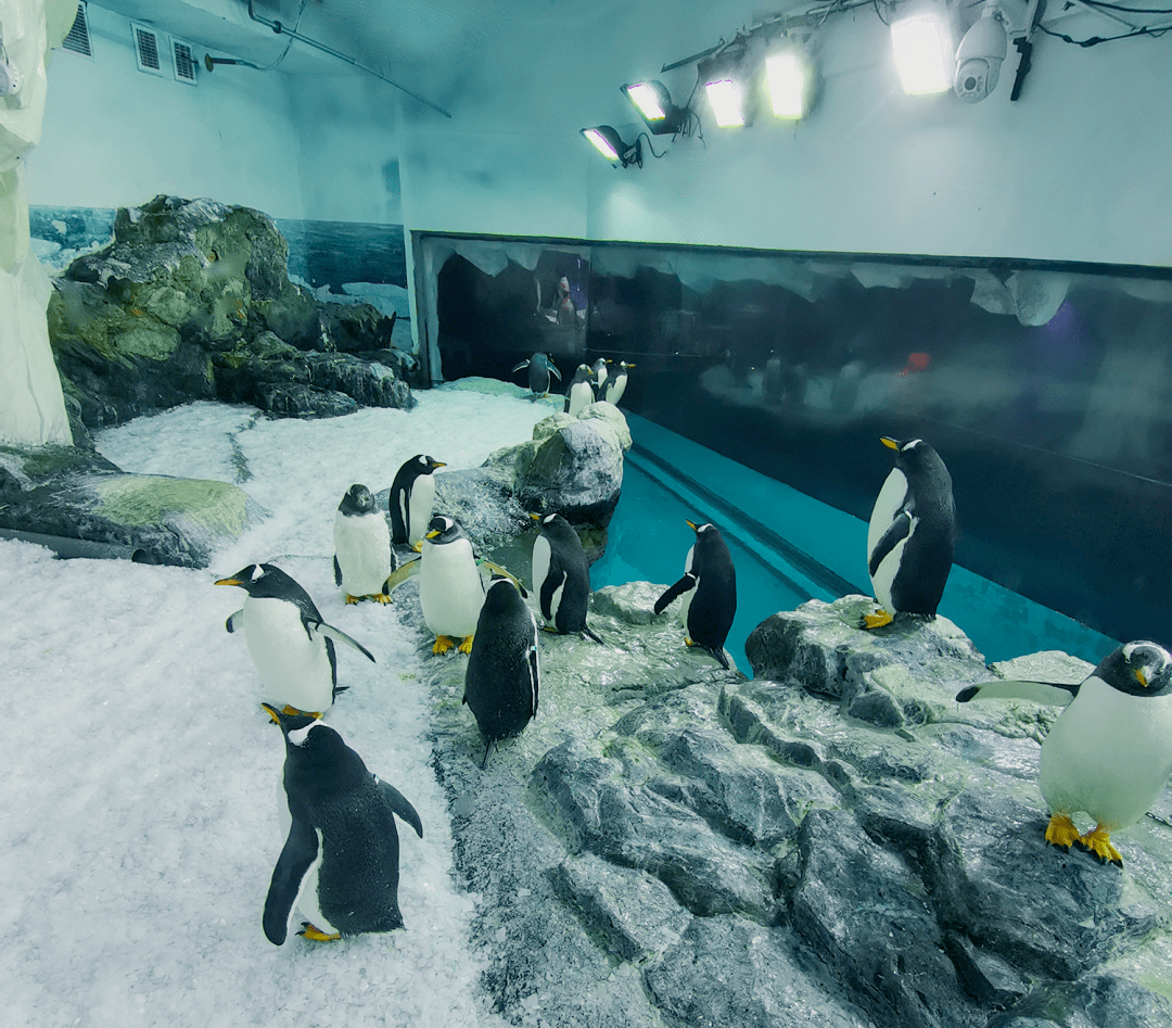 萌翻新企鹅正式与游客见面陪您过新年