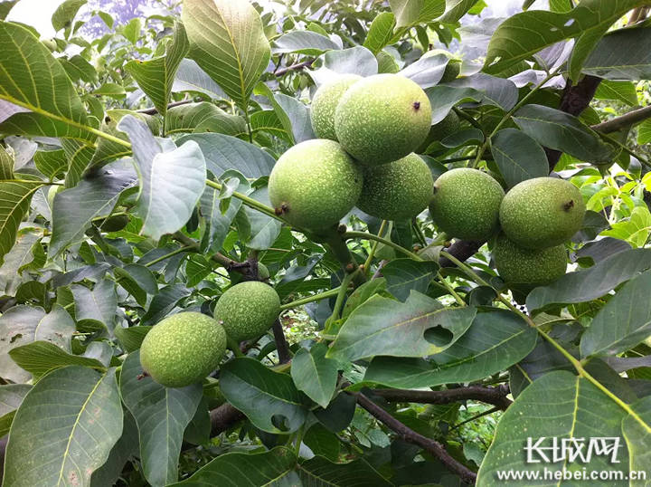 在绿岭精品果园,树上的青皮核桃挂满枝头.长城网记者 刘俐验 摄