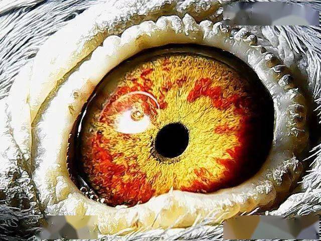 搜鸽图集 | 詹森系鸽眼赏析