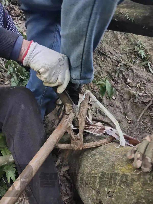 小许一个不小心误踩到密林里藏着的"山猪夹",右腿小腿处不慎被夹住