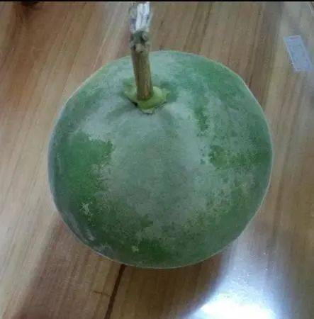 【本草驿站】岭南特色中药——化橘红_化州