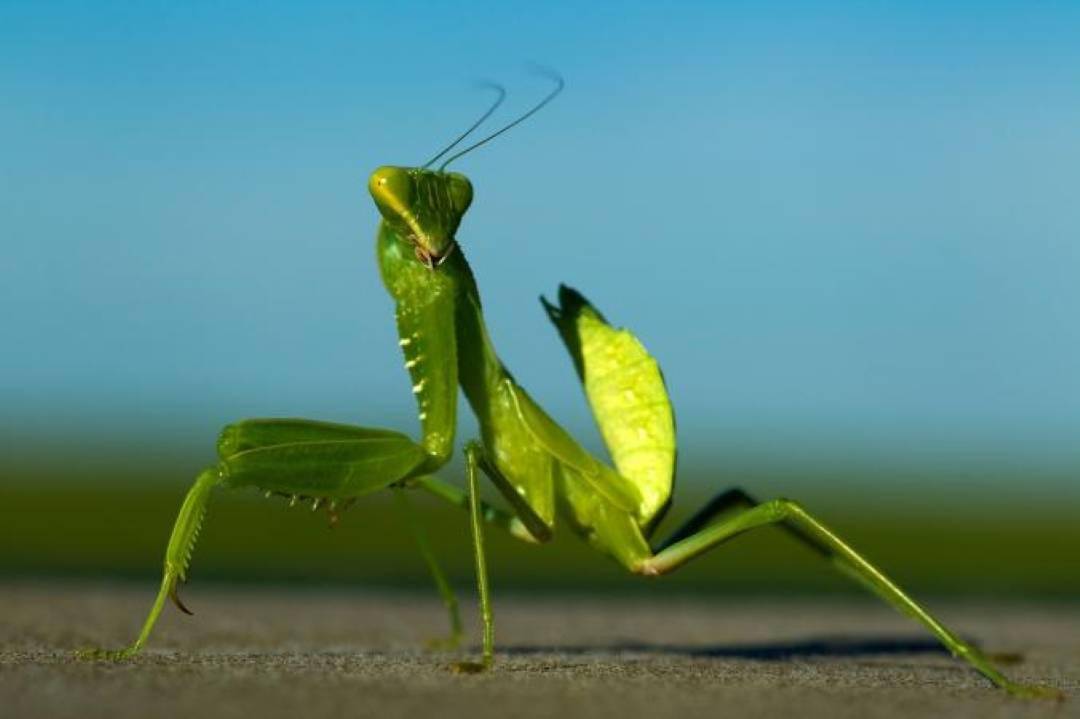 简单来说,如果有100只雄螳螂发起求偶,那么在求偶阶段就约有60只被