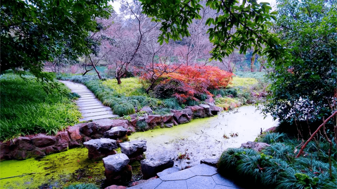 孤山後山沿湖地帶——放鶴亭,魯迅坐像及中山紀念亭等周邊是孤山梅花