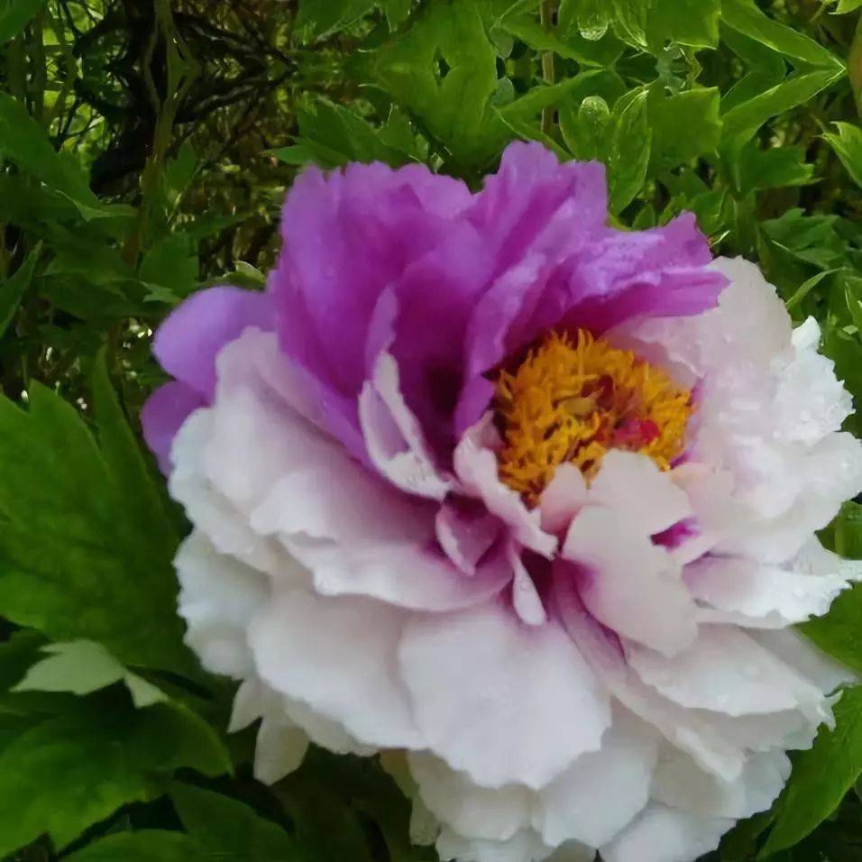 太漂亮了绝美复色花百年罕见一朵千金难求