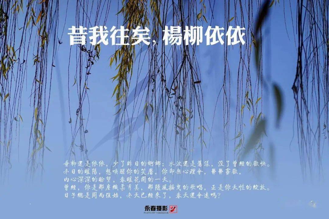 昔我往矣杨柳依依永春摄影带你看一波中江柳景