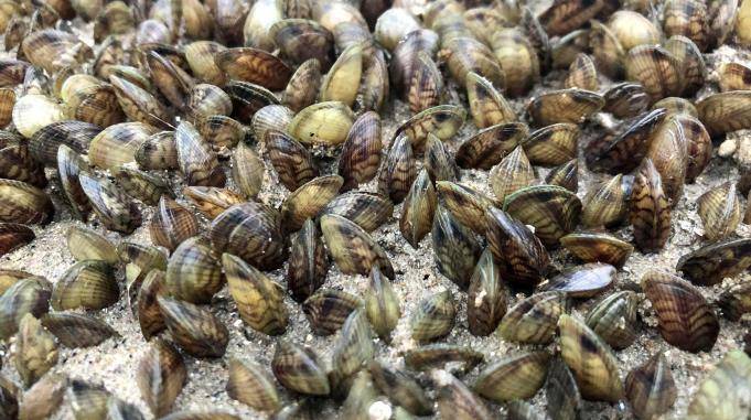 不要钱海鲜就是过瘾小倪赶海每次见到这么多薄壳米眼睛直发光