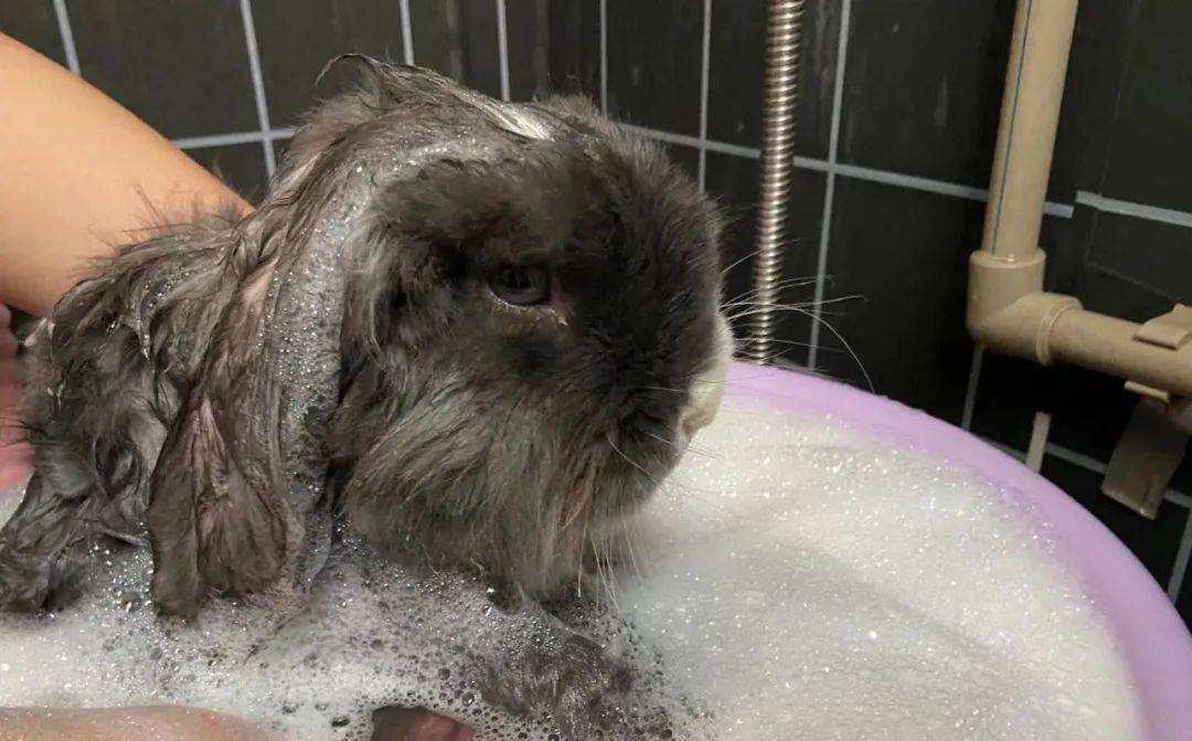 晒萌宠团子洗澡超乖哦
