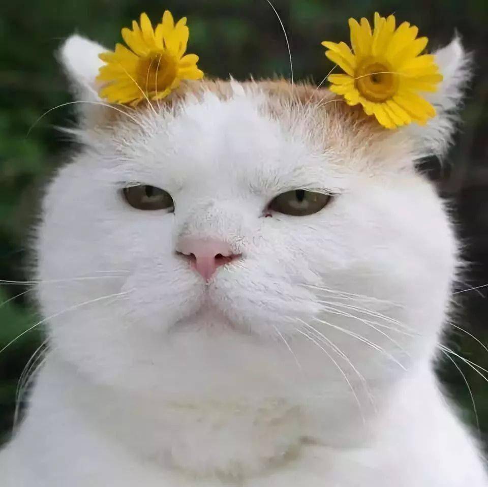 猫咪配上花,这也太惊艳了吧!