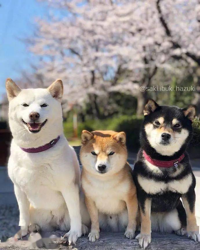 特别有喜感的柴犬三兄弟!瞬间开心了!