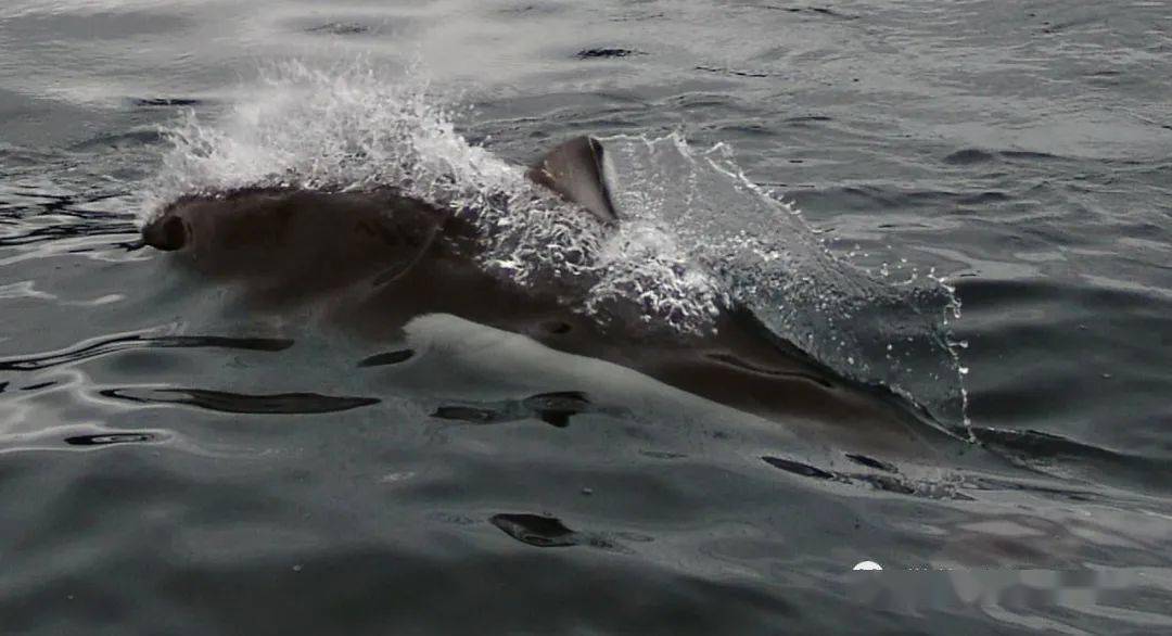 dalls porpoise白腰鼠海豚(id:iltawcom)