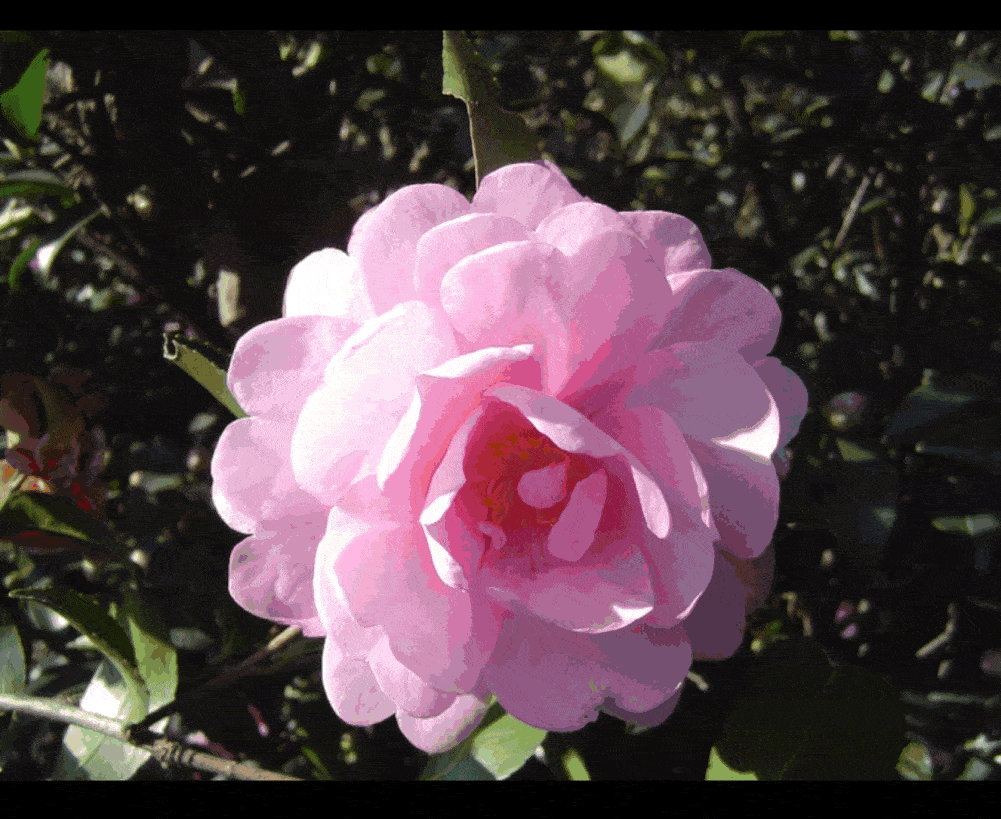 1001_819gif 动态图 动图