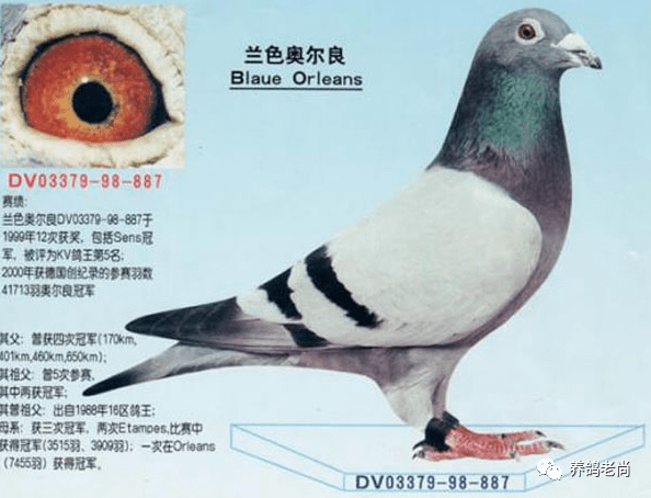 独自撑起一支顶级鸽系参赛——伯特·凡登伯格