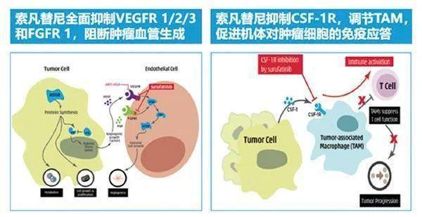 酪氨酸激酶抑制劑(tki),一方面通過抑制血管內皮生長因子受體(vegfr 1