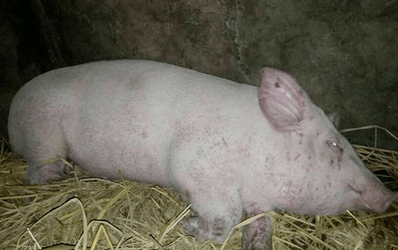 什么原因会引起低温 31fc6b02a10c4f91b6a7edb19d6067c2.png