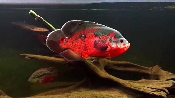 血红地图鱼地图鱼为主一样美