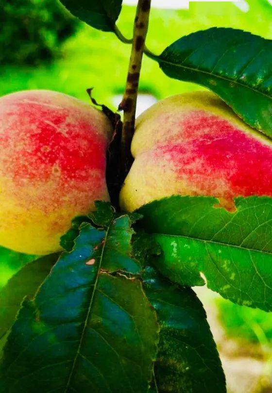 绿色家园情深深生态环保九道菇