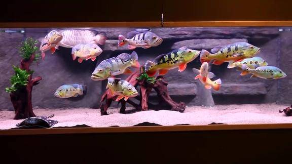 大型食用观赏鱼皇冠三间混养