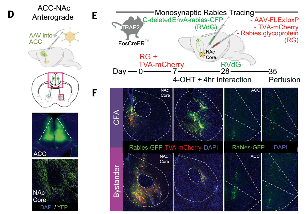 science如何感受到对方的痛或恐惧科学家揭示共情行为的神经环路