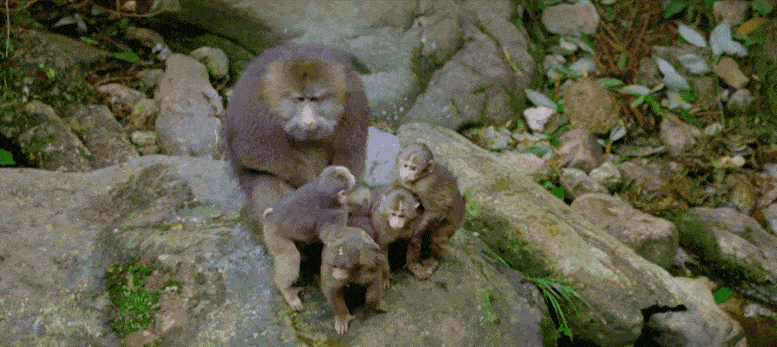 峨眉山猴子图片表情包图片