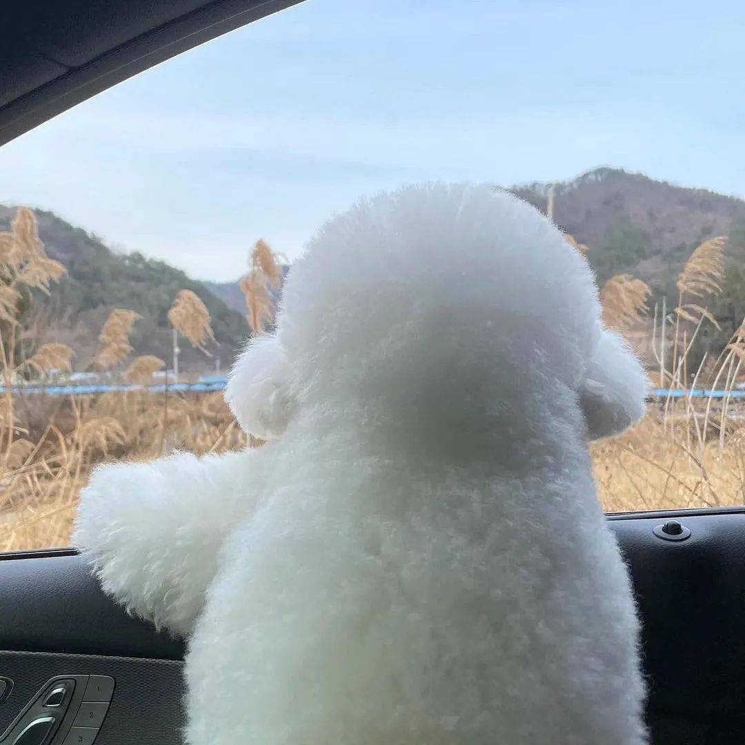 狗子超美背影可愛得像個棉花糖，然而當它轉過身來：這沙雕是誰！？ 萌趣萌寵 第2张