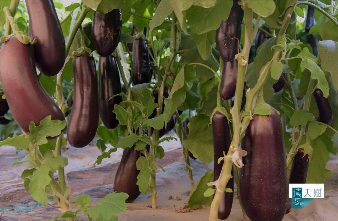 长的,短的,圆的,尖的,紫的,白的,形状各异,颜色多样,数个品种的茄子