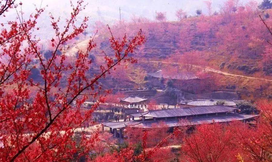 粉粉嫩嫩的春天,当然要去赏樱啦!_樱花