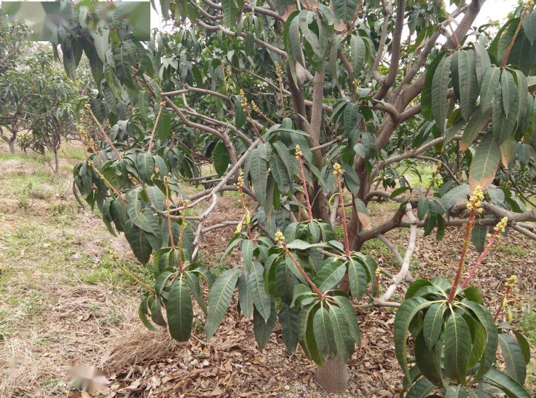 技术预防和减轻芒果低温霜冻危害系统技术方案