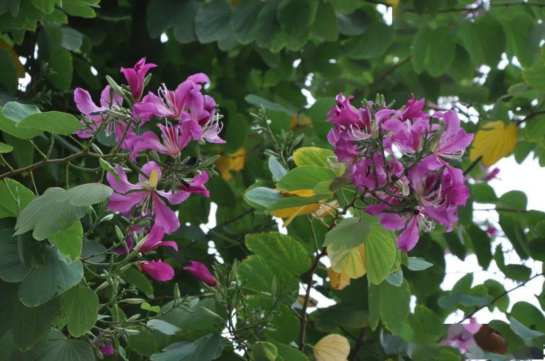 普及植物知識,共創綠色校園——東莞中學校園植物鑑賞