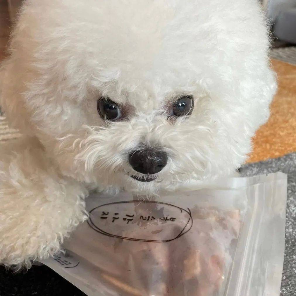 狗子超美背影可愛得像個棉花糖，然而當它轉過身來：這沙雕是誰！？ 萌趣萌寵 第13张