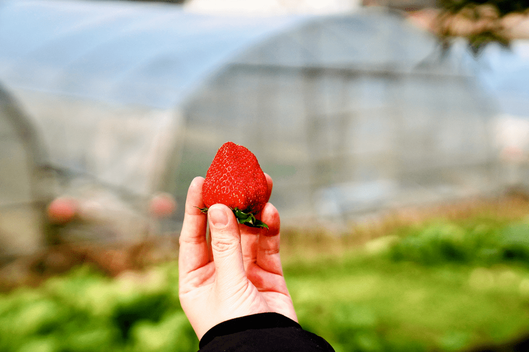 摘草莓,尝腊味,住美宿,到巴南寻一场田园美梦!