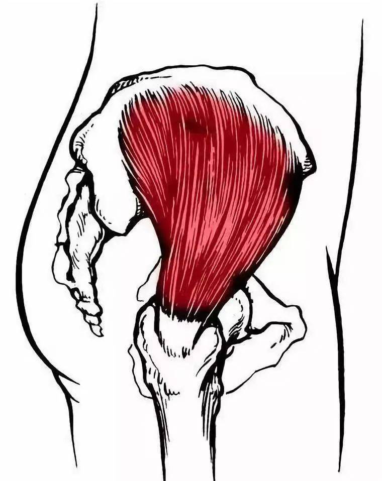 阔筋膜张肌臀中肌图片