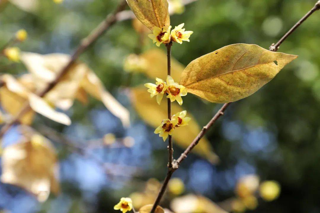 点开这条微信,嗯,有点香~_腊梅