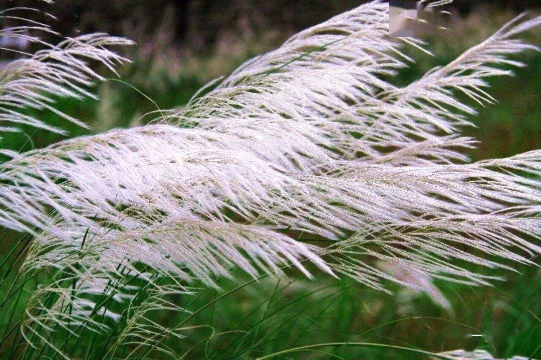 文苑撷萃范丛一苇芦花