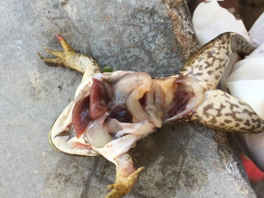 牛蛙价格持续走高千万不能让它影响了你的收益