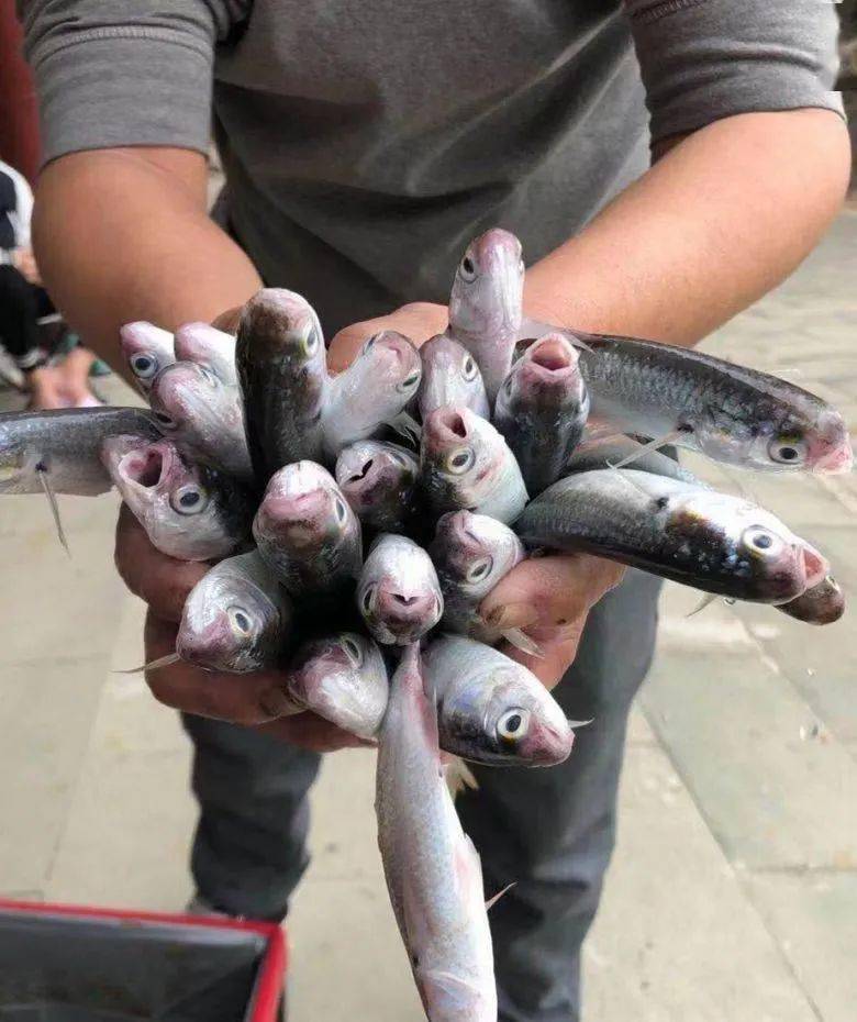 钦州犀牛脚滩涂都是鱼随手捡一大把很多人都去捞