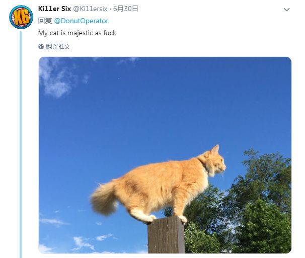 他被數千網友怒懟！只因在網上大放狂言：我家貓比你們家的都可愛！ 萌趣萌寵 第4张