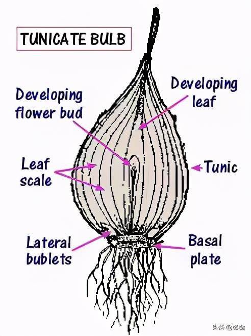 鳞茎植物结构示意图图片