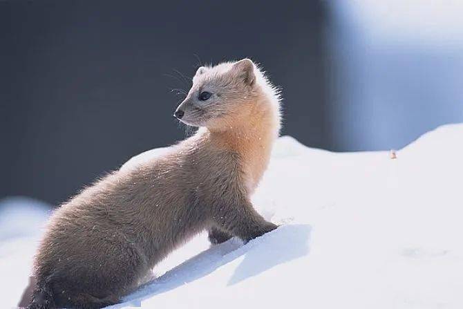 动物图册—紫貂