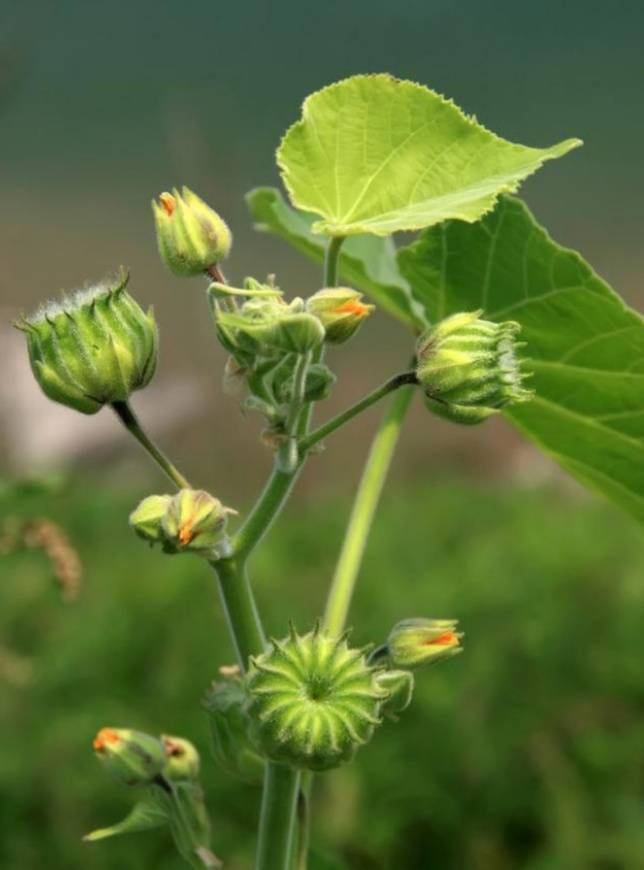 苘麻,在农村是很常见的植物,全身都是宝,你了解多少?