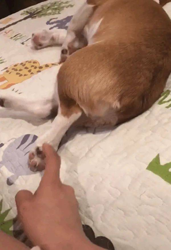 狗狗被凶了几句之后躺在床上不理主人还不耐烦踹开主人的手走开走开