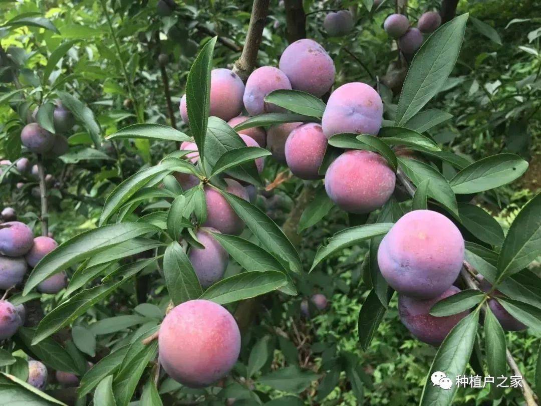 提高李子座果率花期管理最关键