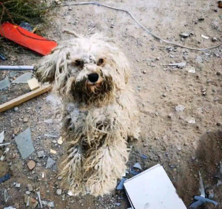 偶遇流浪比熊脏如拖把一只脚竟穿着小红鞋我真的有主人