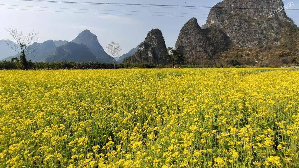 (上林时空)_油菜花