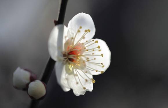 花期持续2个月 世纪公园蜡梅进入盛花期,春节可赏“双梅盛开”美景